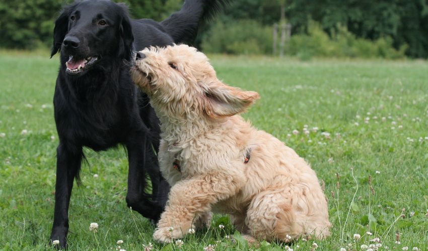 Top 10 Behavioral Tips for Basset Fauve de Bretagne Owners: Training and Care Guide